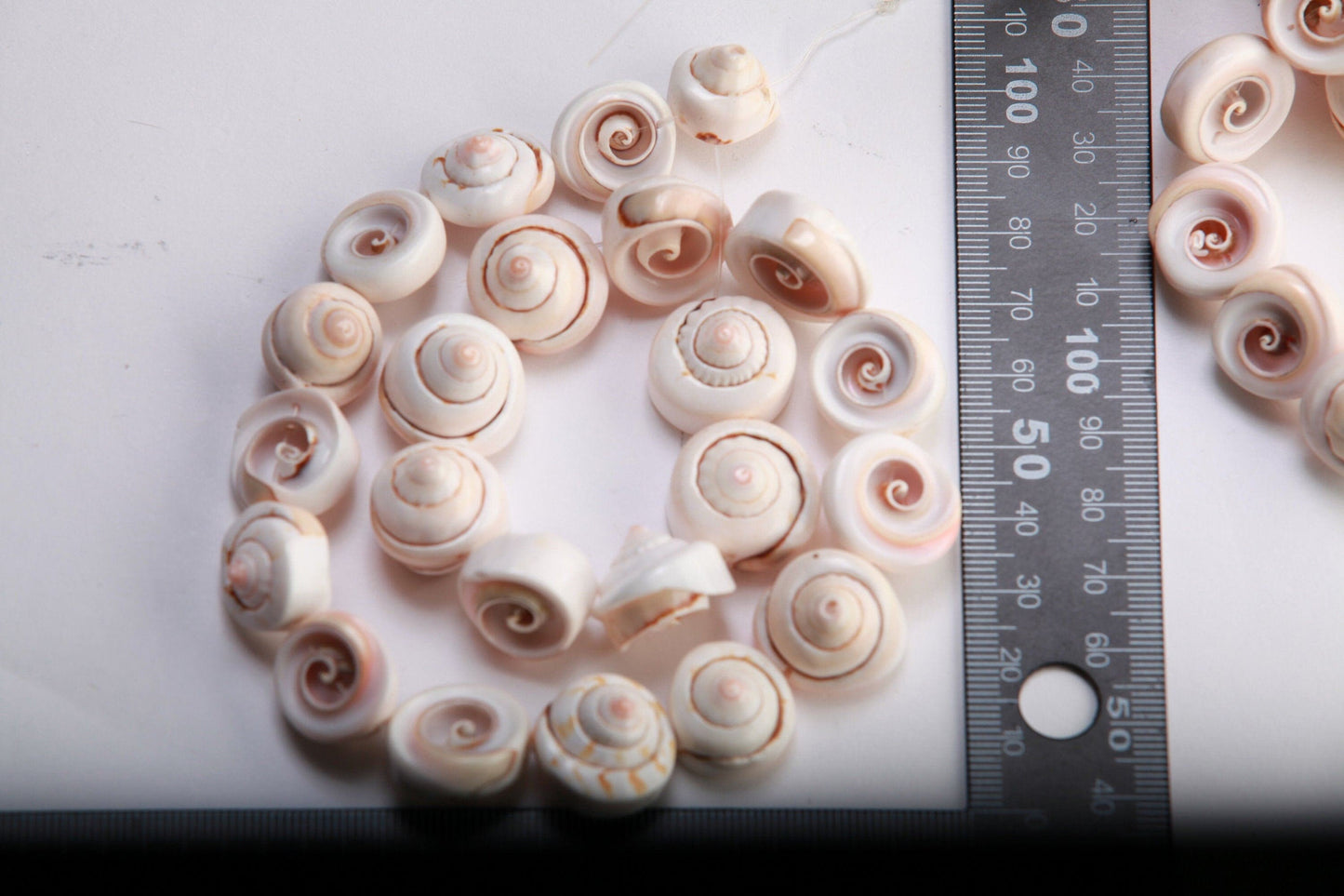 Natural Graduated Sea Shell 15.75&quot; Strand Graduated 15 to 20mm